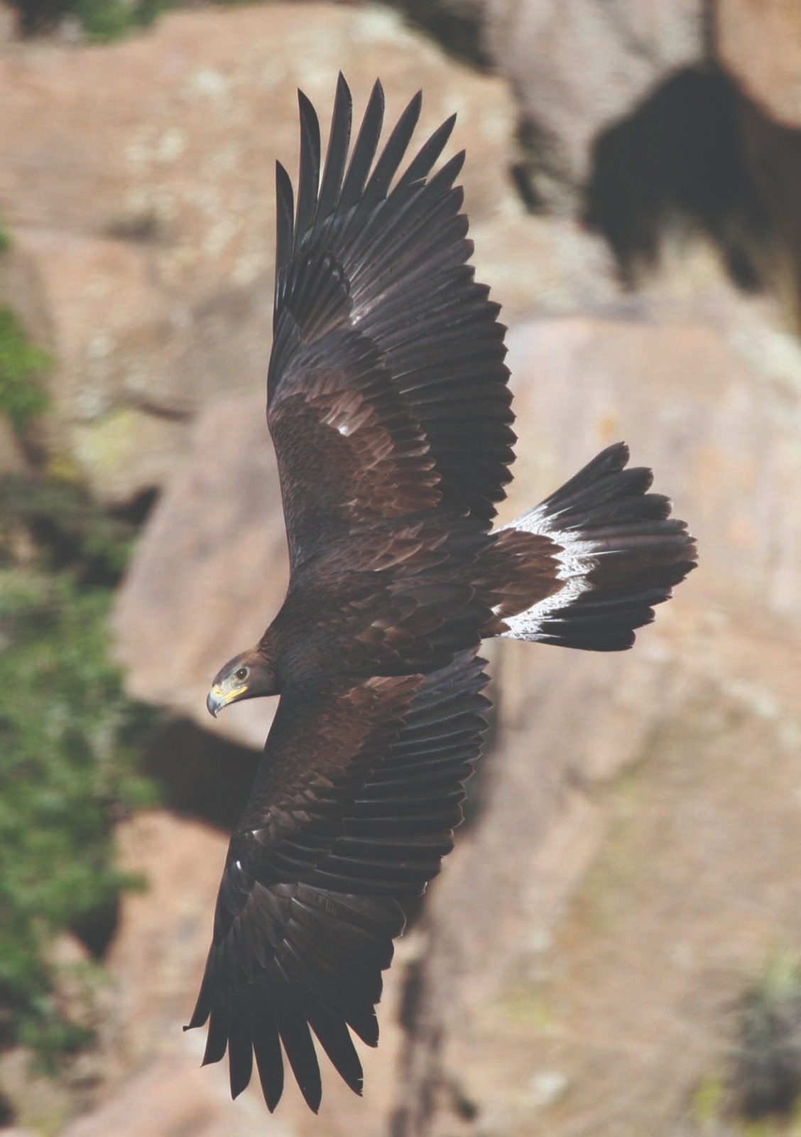 Águila real adulta en vuelo