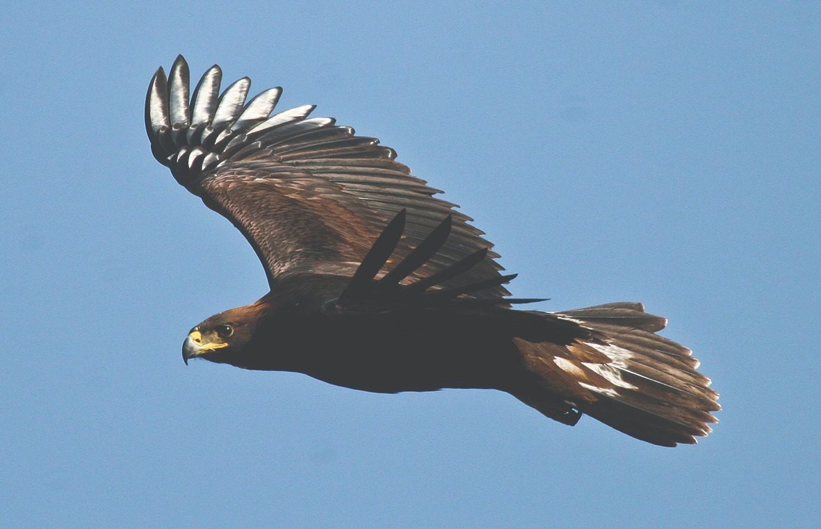 Águila real en vuelo