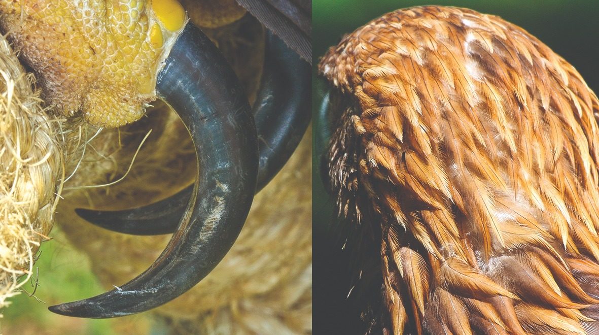 Garras del águila