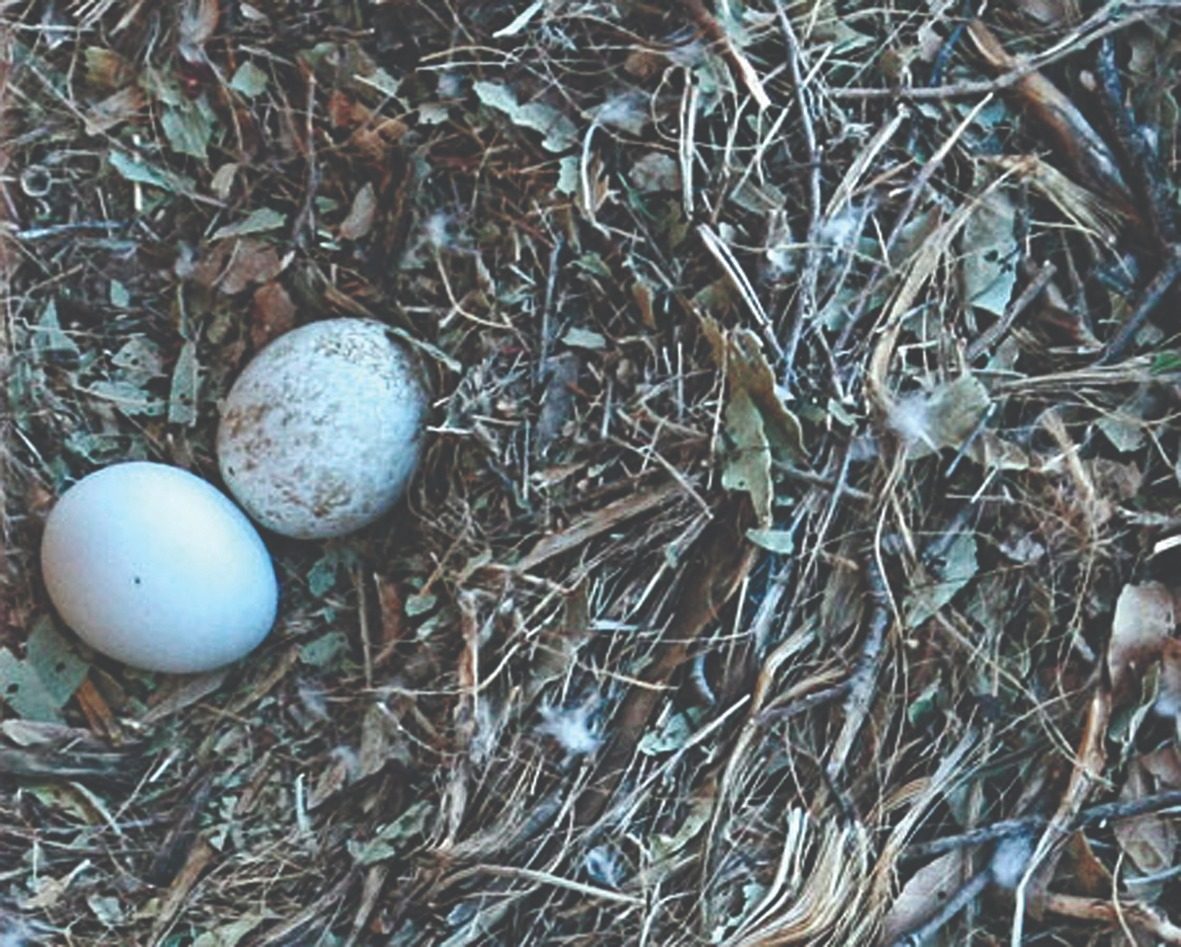 Huevos de águila real