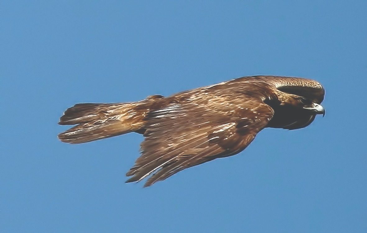 Adulto en vuelo