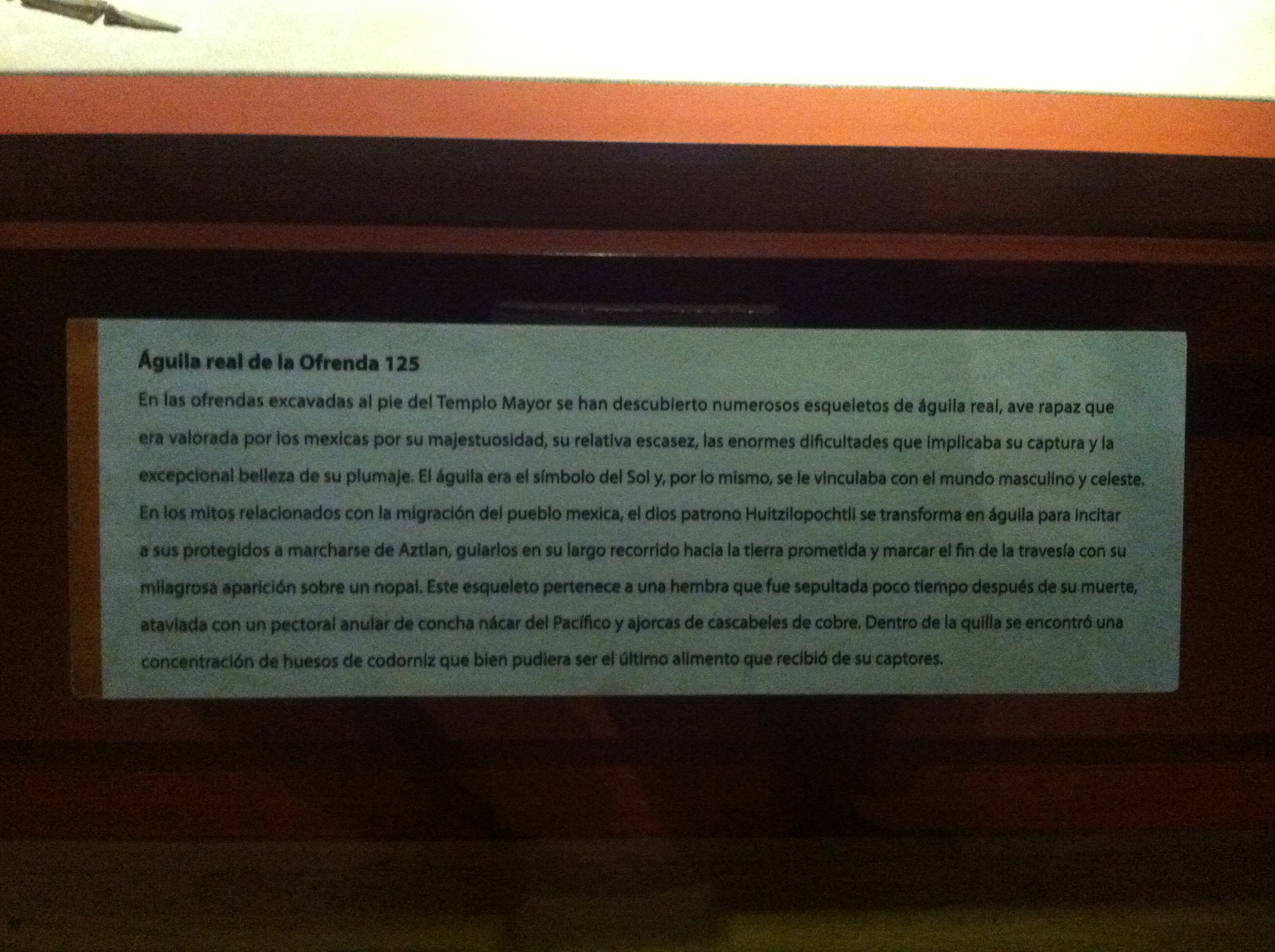 Etiqueta de registro del esqueleto de águila real del Templo Mayor